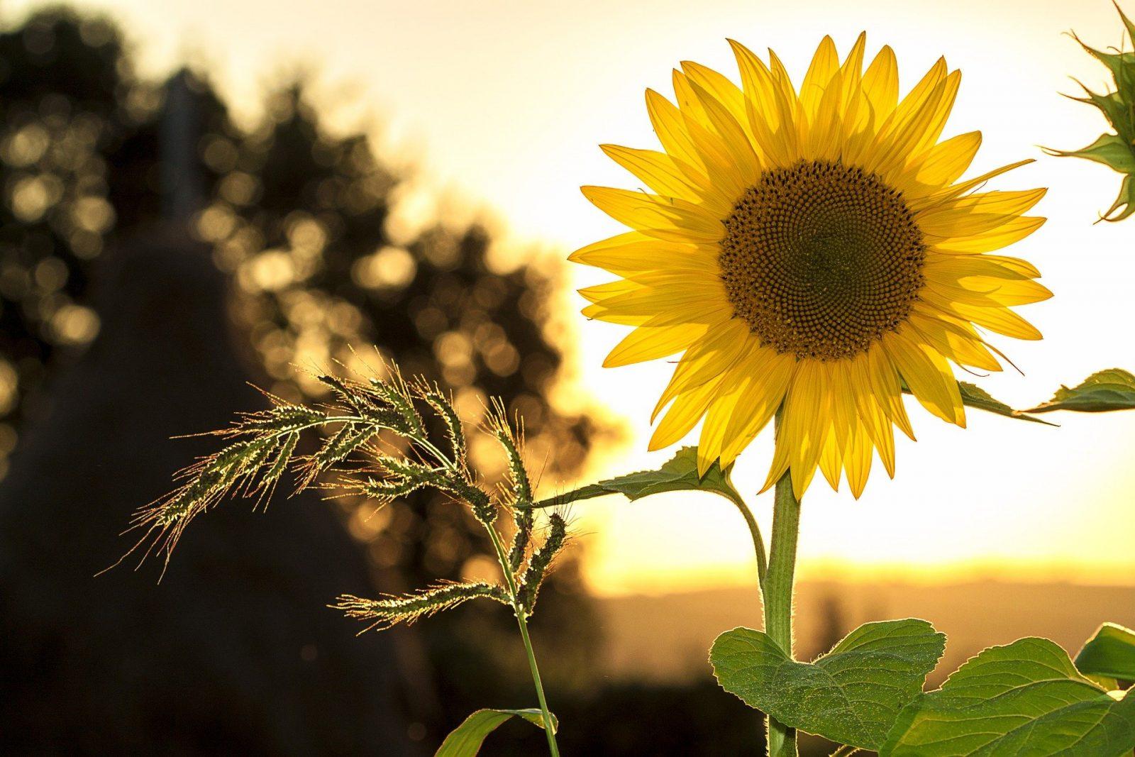 Sunflower in front of Sun